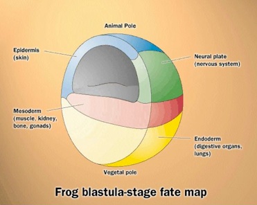 Epigenesis epigenesis